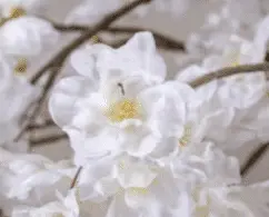 Bloesemstruik Juliette Wit 70cm detailfoto (2)