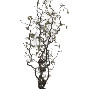 Kronkelhazelaar takken