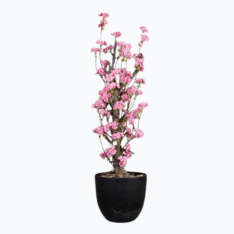 Categorie bloemen homepage