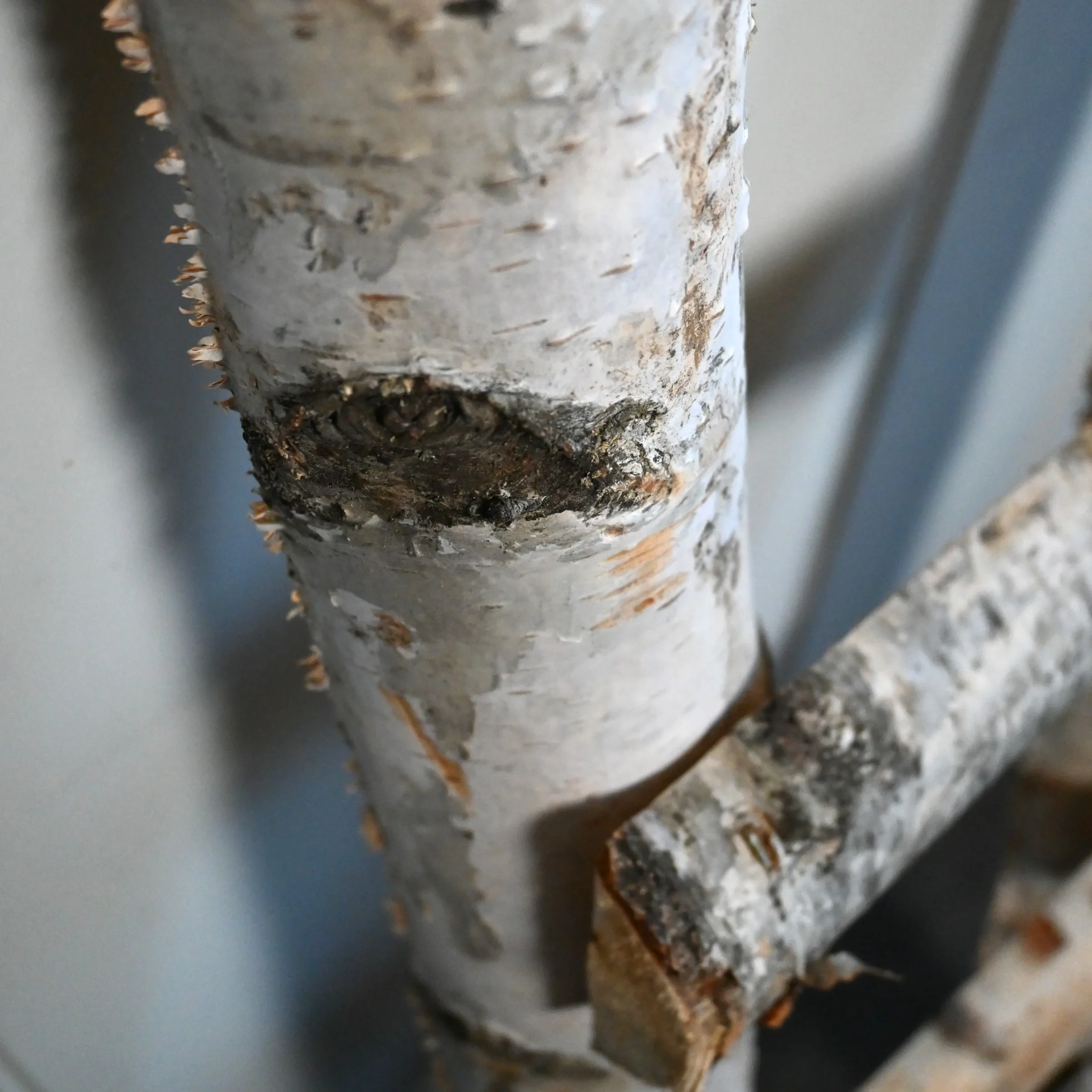 Detail berken ladder