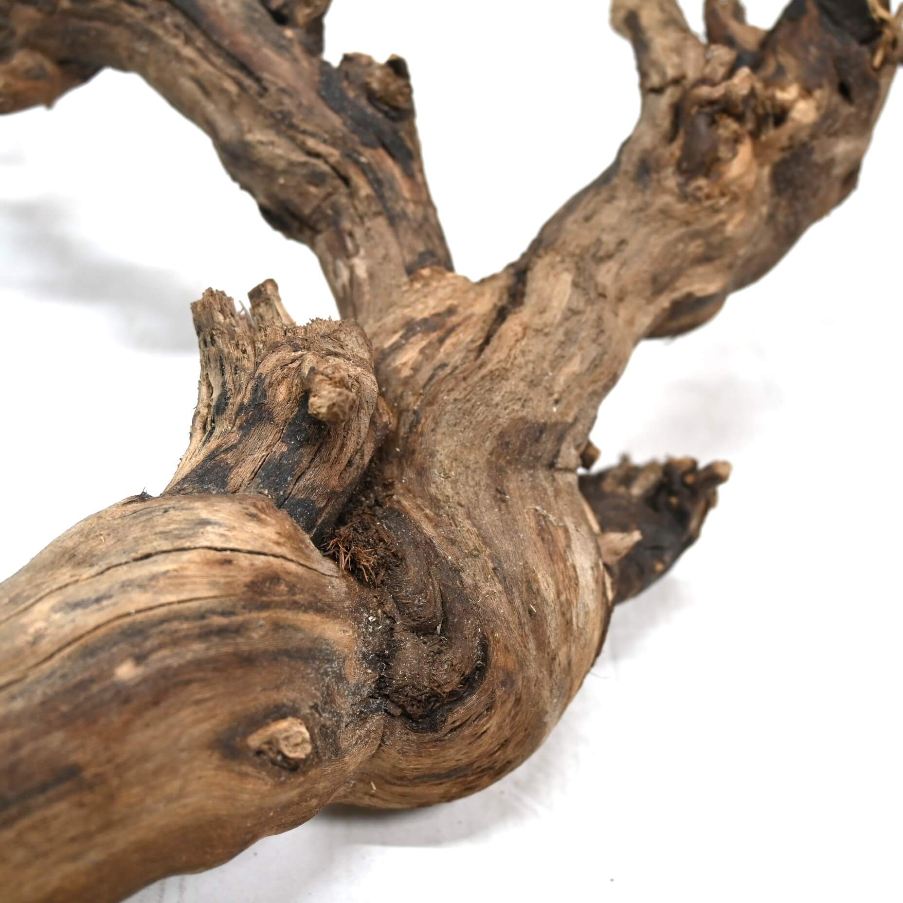 Detail druivenstronken (1)