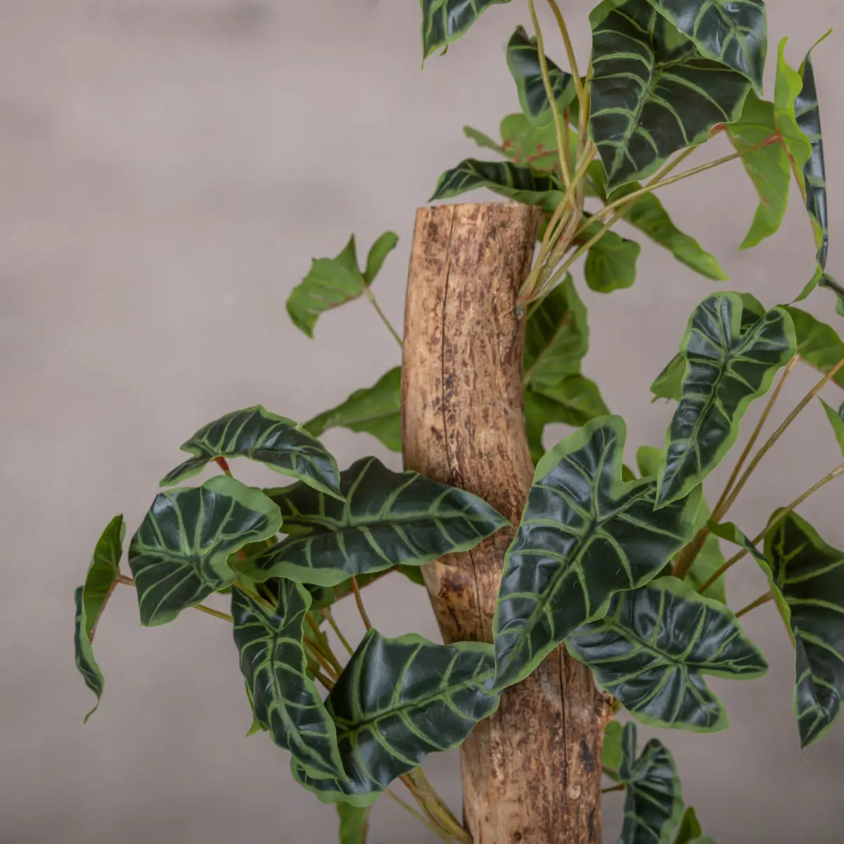 Detail kunstplant Alocasia (3)