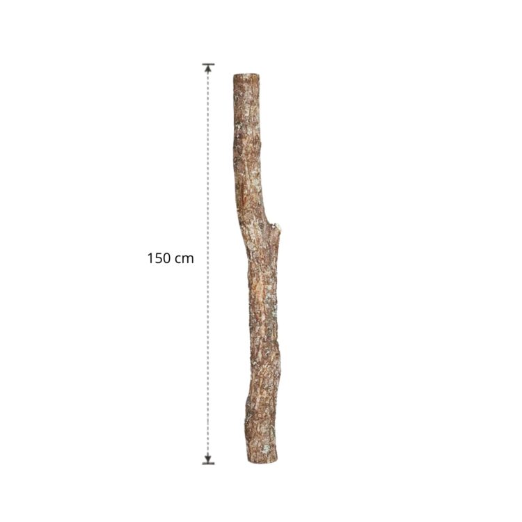 Eikenstam 150 cm (5)