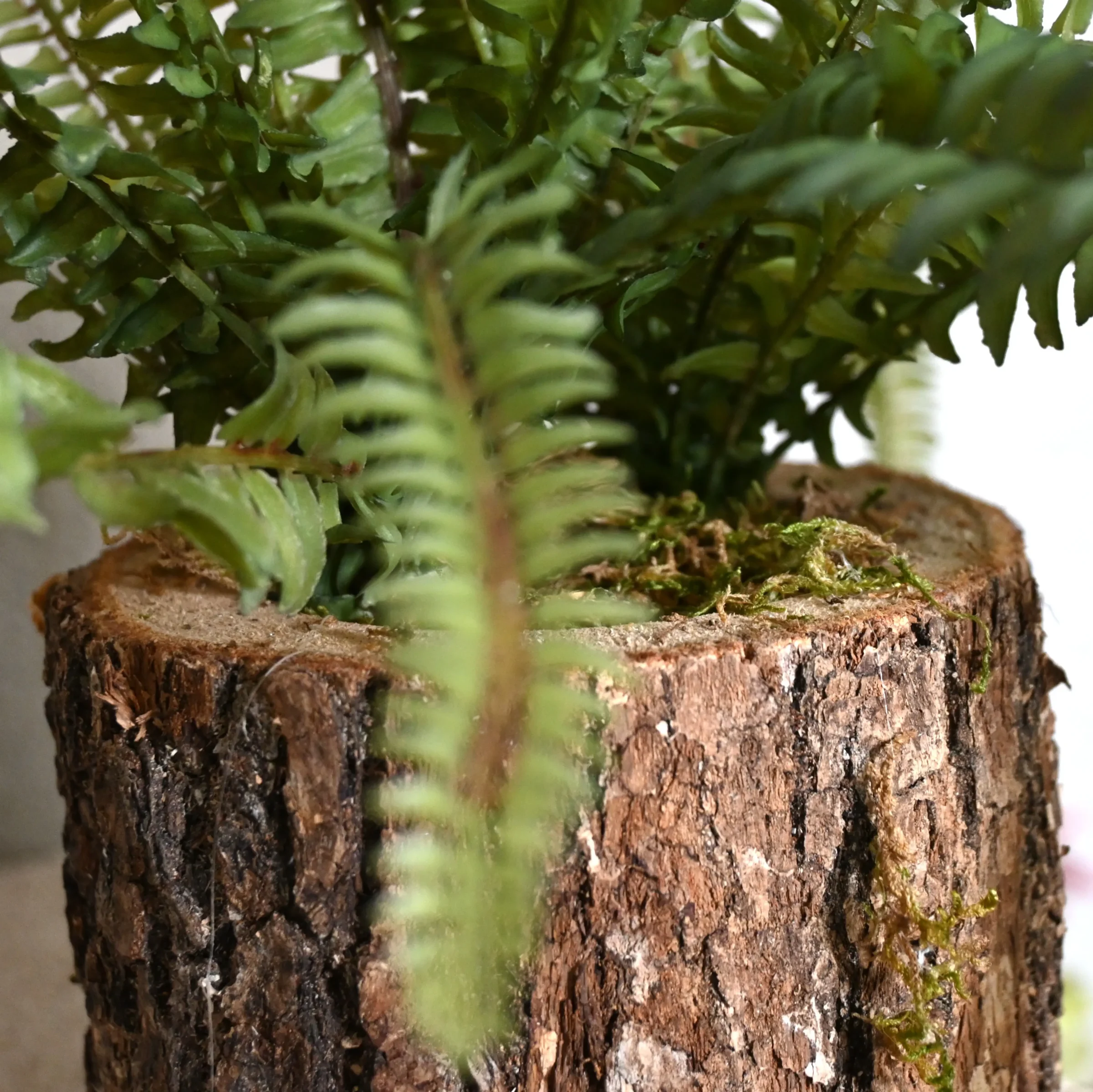 Eikenstammetje Varenwoud (3)