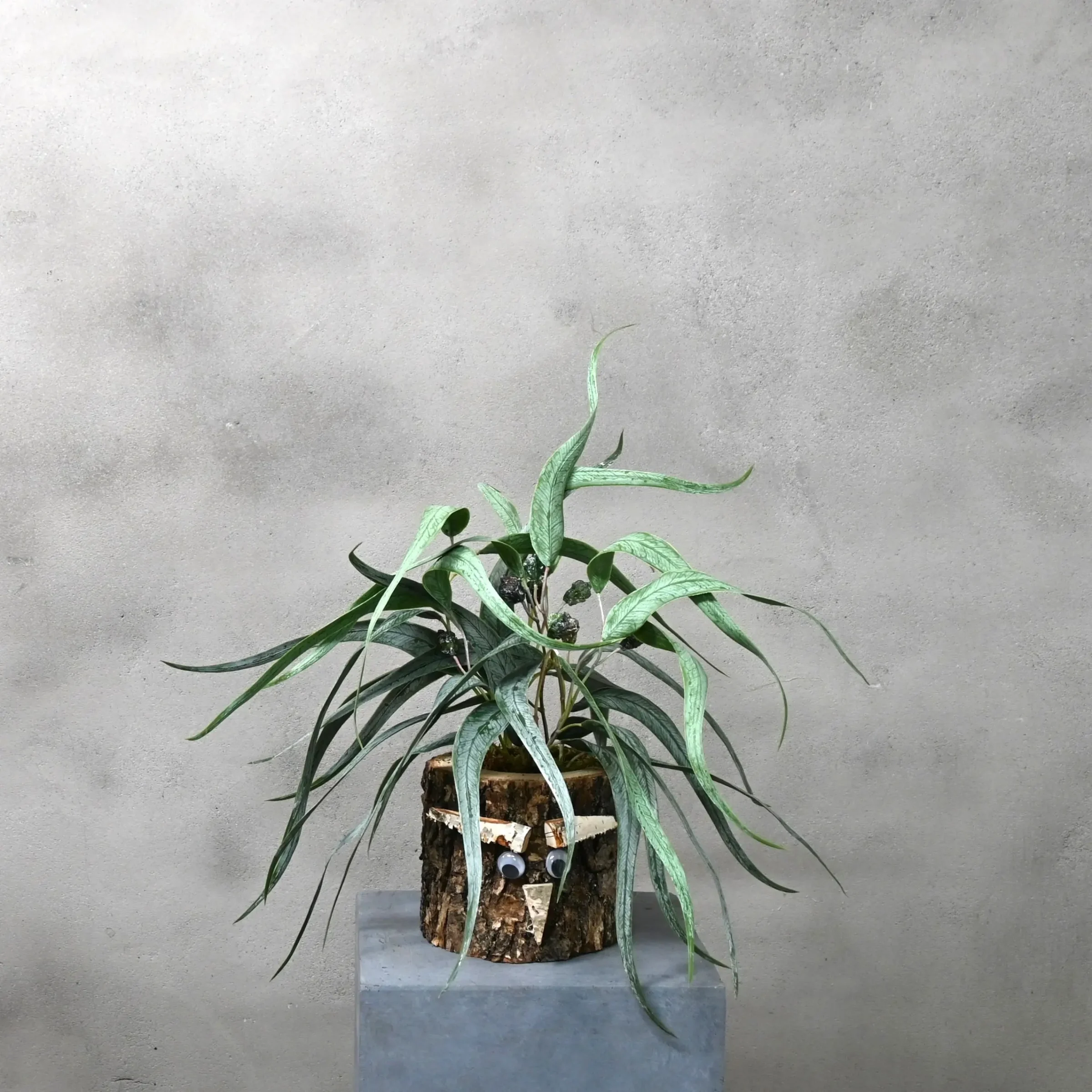 Eikenstammetje Wigenrust (1)