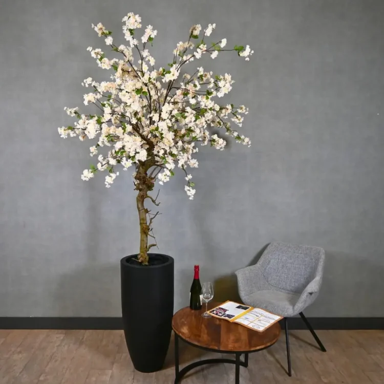 Grote bloesemboom Chloë met pot Wit met vleugje roze en groen blaadje 200cm