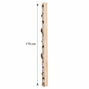 Halve Berkenstam 175 cm