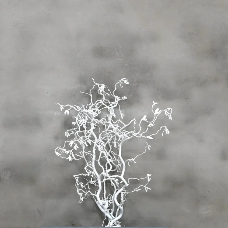 Hazelaartak wit 50 cm