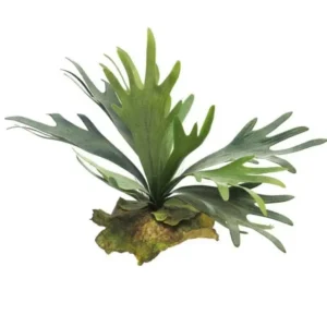 Hertshoornvaren 35cm