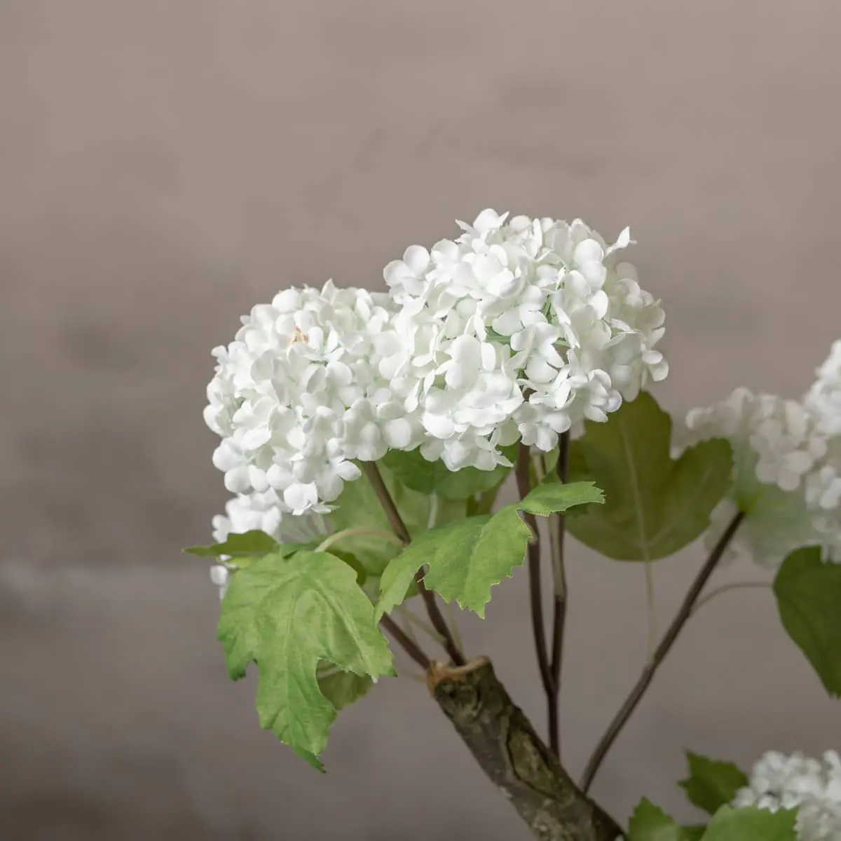 Hortensiaboom Victoria Wit Zonder pot 150cm (3)