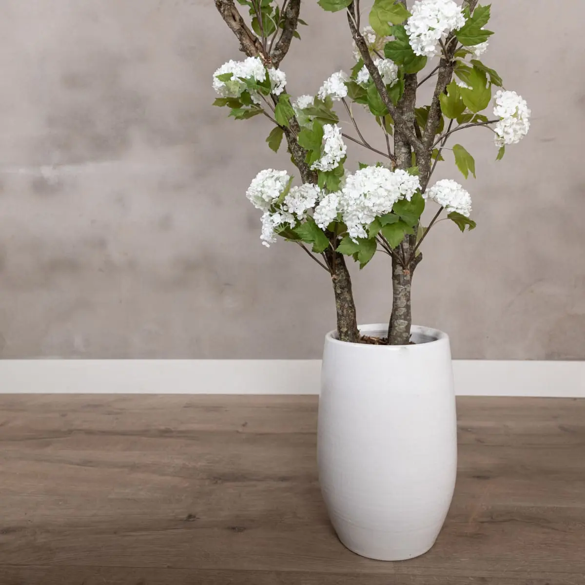 Hortensiaboom Victoria Wit Zonder pot 150cm (4)