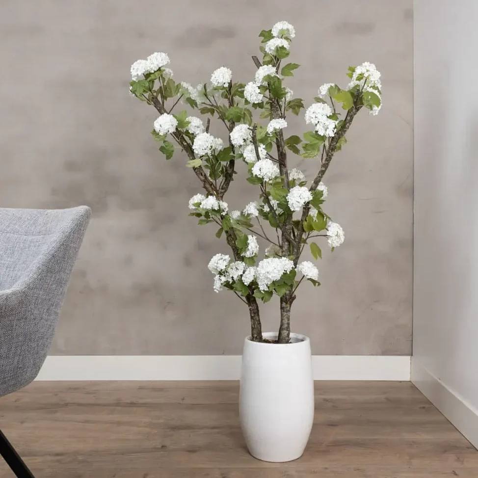 Hortensiaboom Victoria Wit Zonder pot 150cm (5)