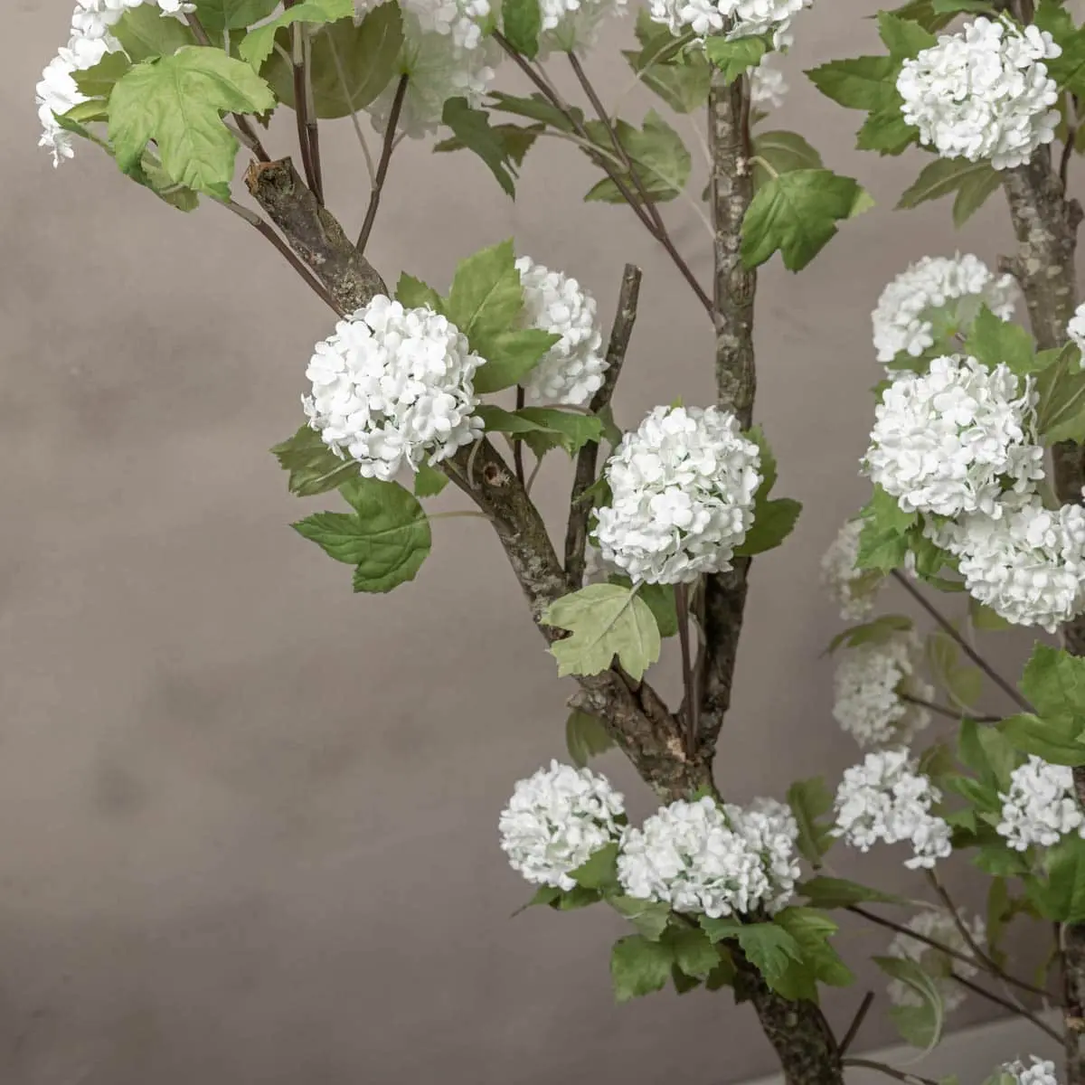 Hortensiaboom Victoria Wit Zonder pot 150cm