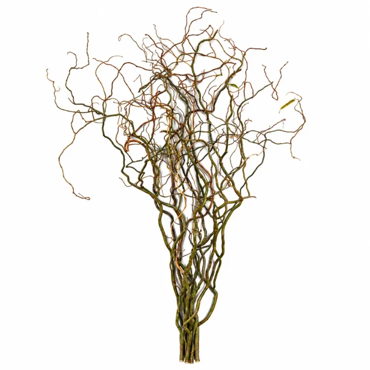 Kronkelwilgentakken naturel 120 cm