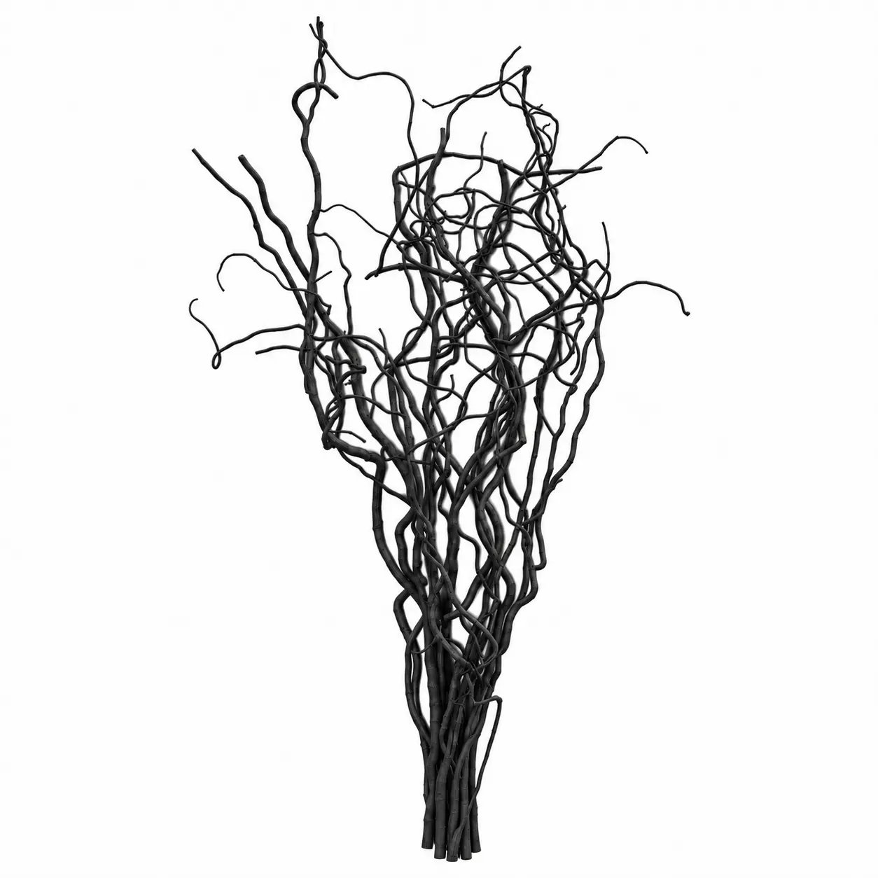 Kronkelwilgentakken zwart 70 cm