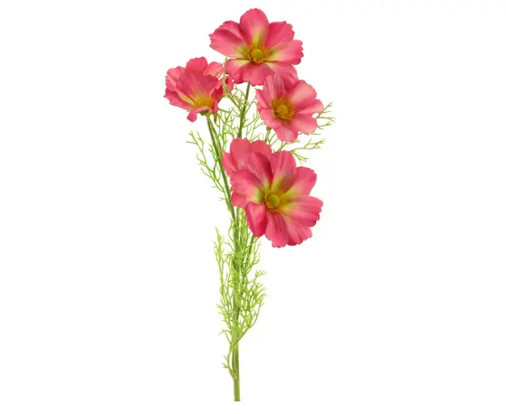 Kunst Cosmos Bibi Felroze 75cm