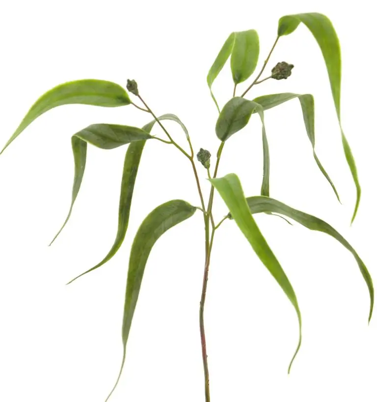 Kunsttak treurwilgblad 80cm