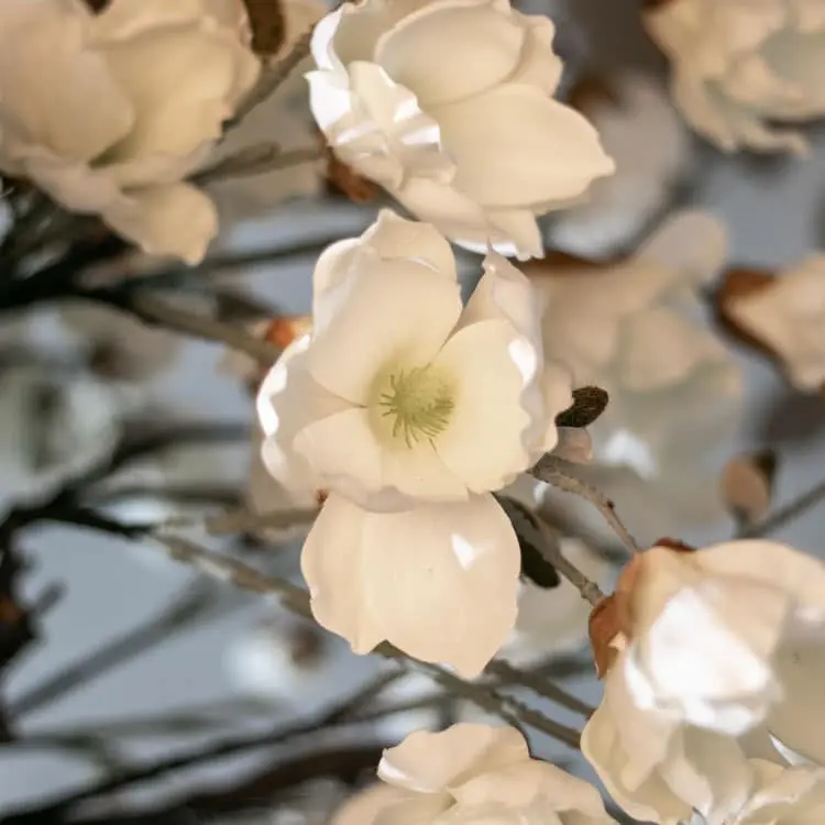 Magnoliaboom Valerie Wit Met pot 150 cm (5)