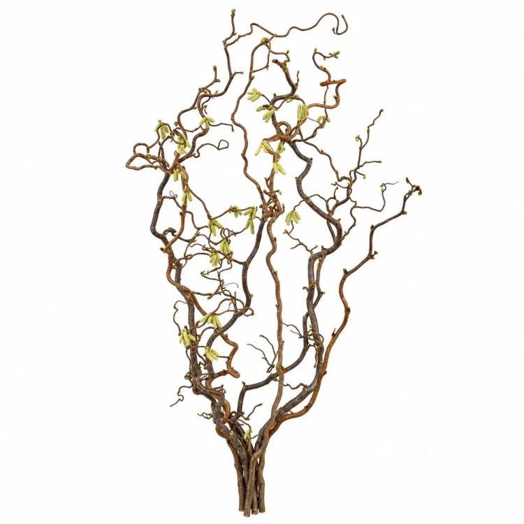 Natuurlijke hazelaartakbundel van 70 cm