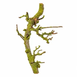 Natuurlijke perenboomtak van 40 cm