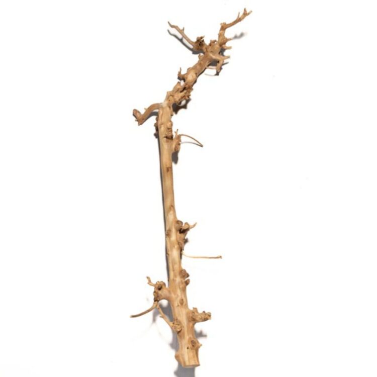 Perentak ontschorst 150 cm