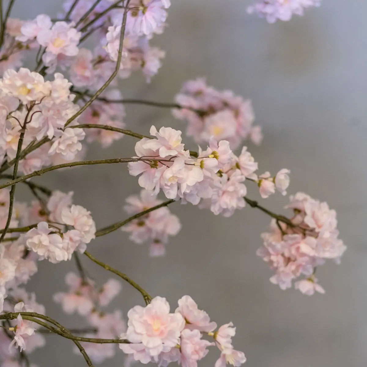 Roze bloesemboom Suze met pot naar keuze Large 150cm detailfoto