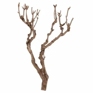 Seringentak 70-80cm (1)