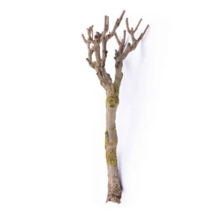 Seringentak 70-80cm (3)