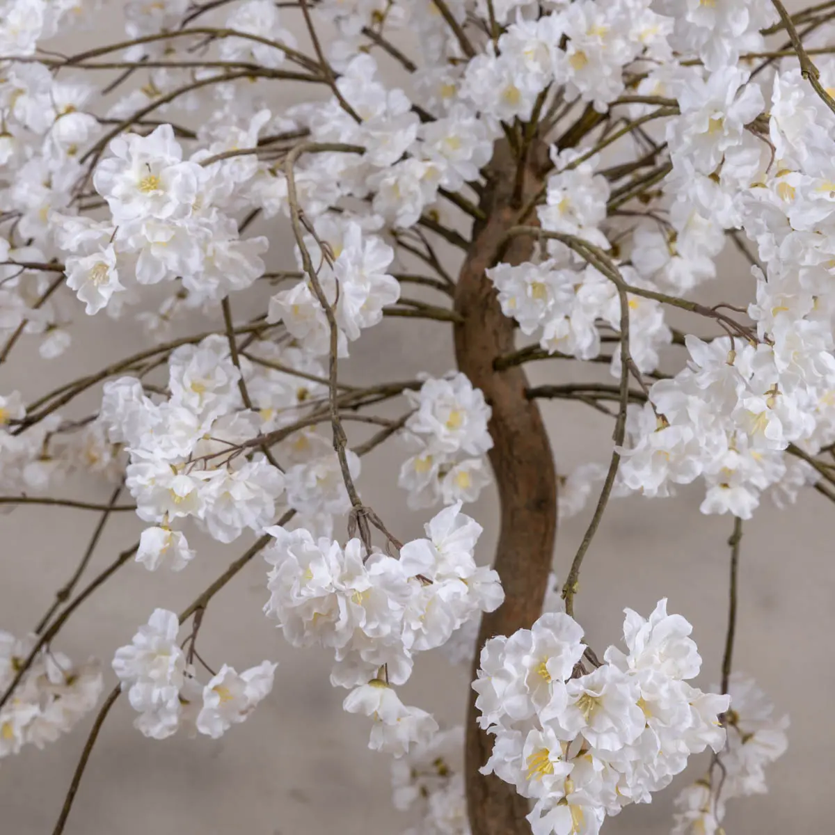 Tafelbloesemboom Felice Wit 120cm (2)