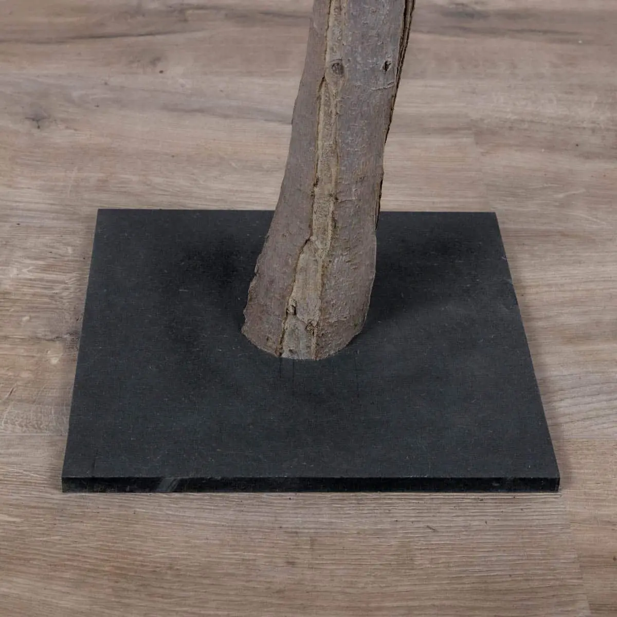 Tafelbloesemboom Felice Wit 120cm voet