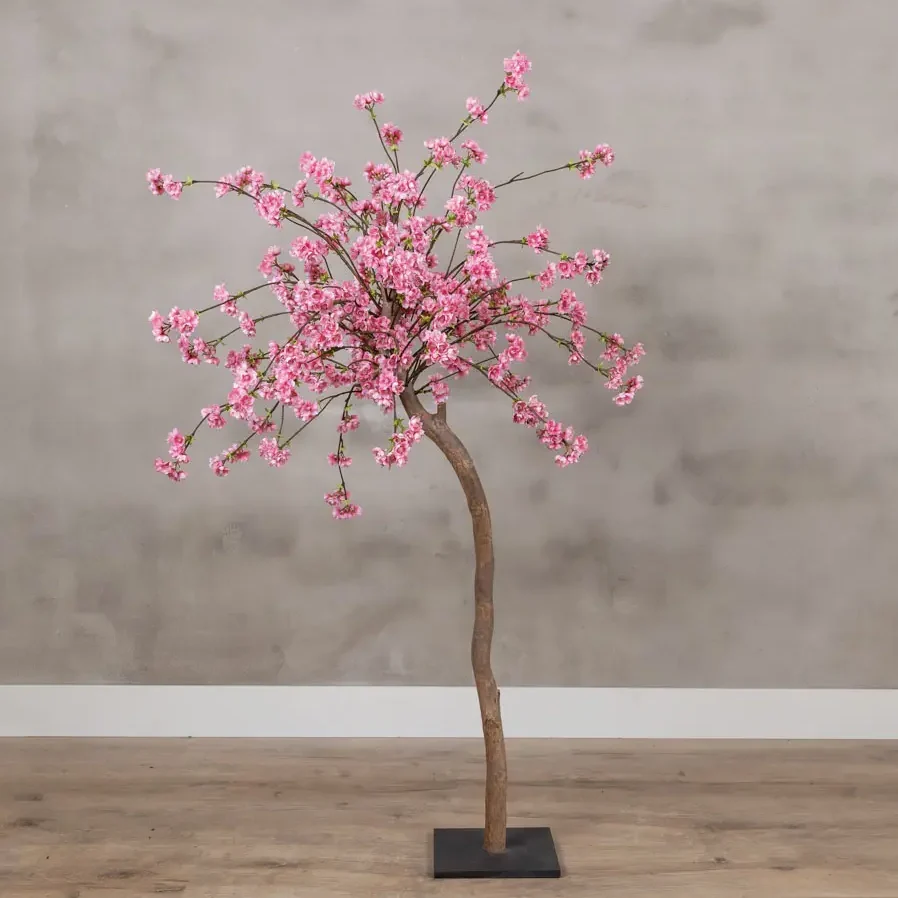 Tafelbloesemboom Isolde Felroze 120cm