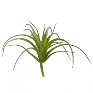 Tillandsia 8cm