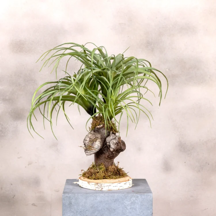 Tillandsiaboompje (4)