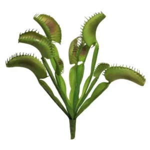 Venusvliegenvanger 25cm