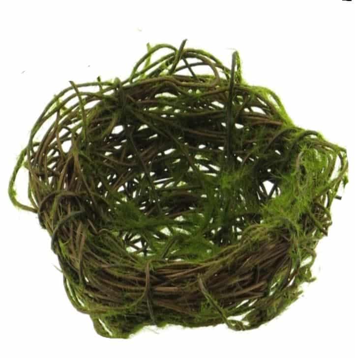 Vogelnestje-Mos-9-cm_product