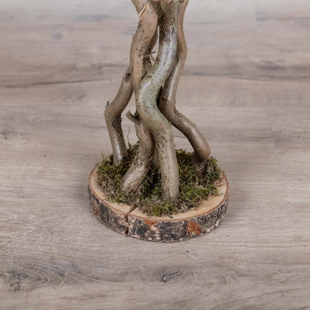 Wensboom Kronkelhazelaars Naturel 120cm (4)