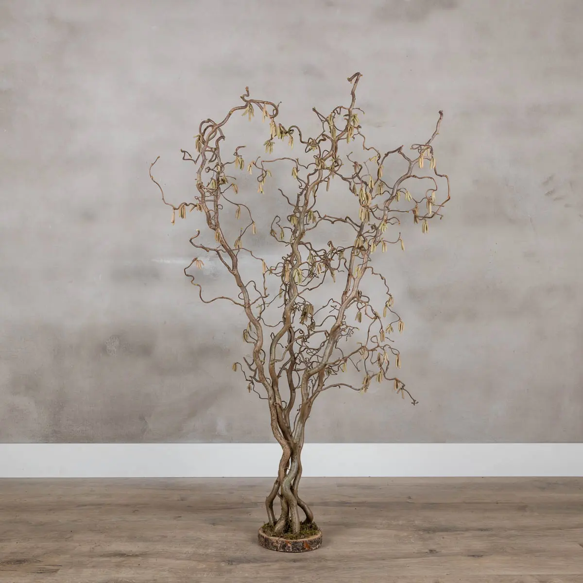 Wensboom Kronkelhazelaars Naturel 120cm (8)