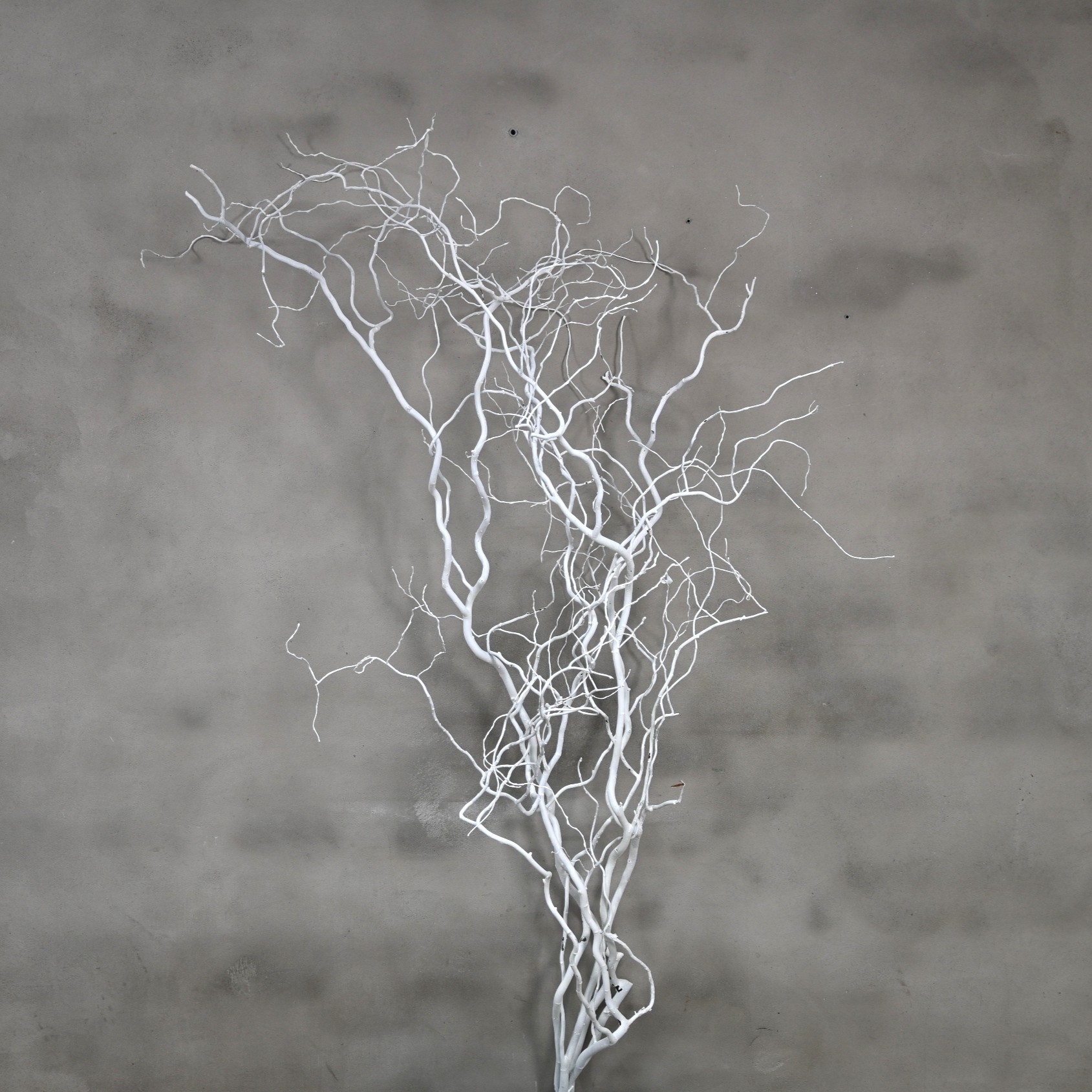 Wilgentak wit 150 cm