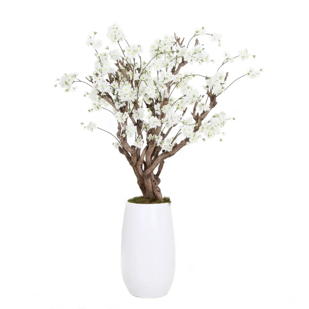 Fruitbloesemboom Elody
