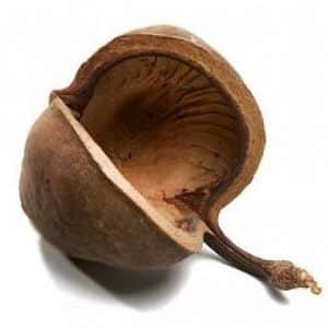 budha_noot_naturel_c1c-300x300