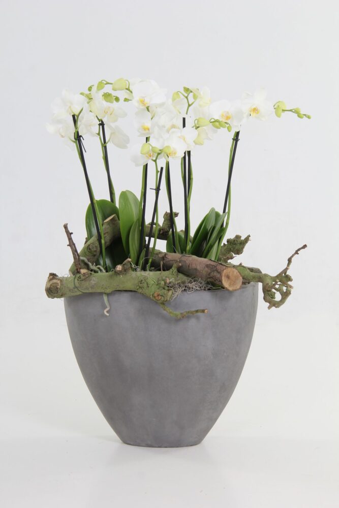 decoratie orchidee