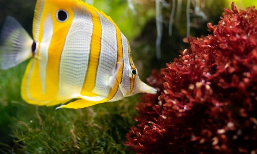 vis-met-aquariumplant